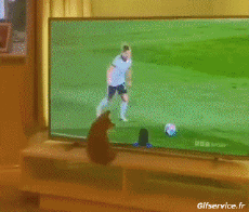 Humor - Fun Animales Gatos 06 