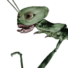 Humor -  Fun GIF Künstler Colin Raff 