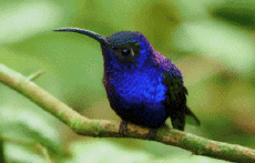 Humor - Fun Animales Pájaros Colibrí 