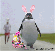 Humor -  Fun Animals Penguins 01 