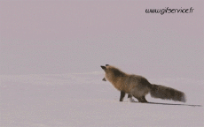 Humor -  Fun Animals Fox 01 