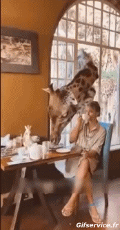 Umorismo -  Fun Animali Giraffe 01 