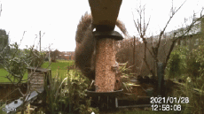 Humor -  Fun Tiere Eichhörnchen 01 