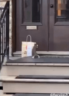 Humor -  Fun Animals Squirrels 01 