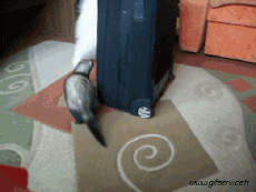 Humor -  Fun Animals Ferrets 01 