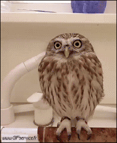 Humour - Fun Animaux Oiseaux Rapace & Nocturne 