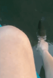 Umorismo -  Fun Animali Pesce 01 