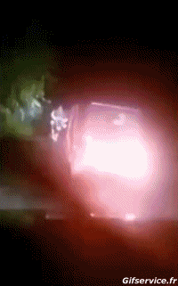 Umorismo -  Fun Animali Toro 01 