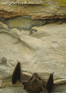 Humour - Fun Animaux Chauve Souris 01 