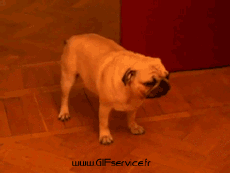 Umorismo -  Fun Animali Cani 03 