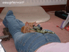 Humor -  Fun Tiere Katze 03 