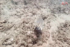 Humor - Fun Animales Pulpo 01 