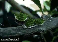 Humor -  Fun Animals Insects 01 