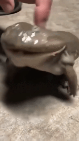 Humor -  Fun Animals Frogs 01 