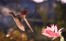 Humor -  Fun Animals Birds Hummingbird 