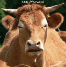 Humor -  Fun Animals Cows 01 