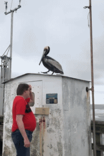 Humor -  Fun Animals Birds Pelicans 