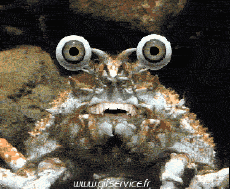 Humor - Fun Animales Cangrejos 01 