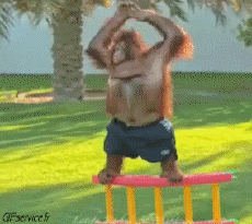 Humour - Fun Animaux Singes Serie 01 