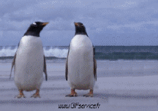 Humor -  Fun Tiere Pinguine 01 
