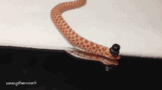 Humor - Fun Animales Serpientes 01 