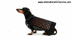 Humor - Fun Animales Perros 01 