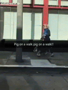 Humor -  Fun Tiere Schweine - Wildschweine 01 