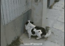 Humor - Fun Animales Perros 02 