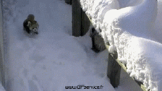 Humour - Fun Animaux Raton Laveurs Serie 01 