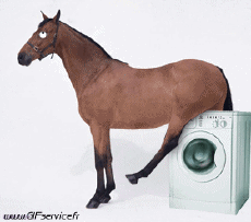 Humor -  Fun Animals Horses 01 