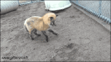 Humor -  Fun Tiere Fuchs 01 