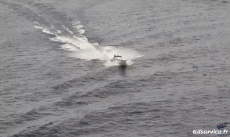 Humor - Fun Transporte Barcos Offshore Power Boat 