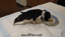 Humour - Fun Animaux Chiens Serie 03 