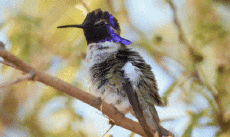 Humour - Fun Animaux Oiseaux Colibri 