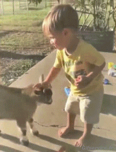 Humor - Fun Animales Cabras - Perilla 01 