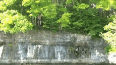 Humor -  Fun MENSCHEN Wie Tarzan Fail 