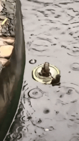 Humor -  Fun Animals Frogs 01 