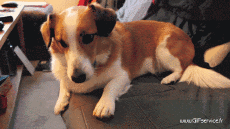 Humor -  Fun Tiere Hunde 03 