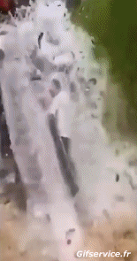 Humor -  Fun Tiere Fisch 01 