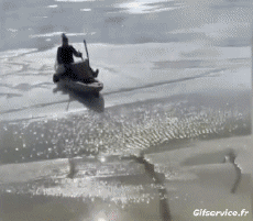 Humor -  Fun Sports Canoe Kayak Falls - Fail 