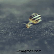 Humor -  Fun Tiere Schnecken 01 