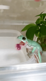 Humor - Fun Animales Ranas 01 