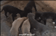 Humor - Fun Animales Perros 03 