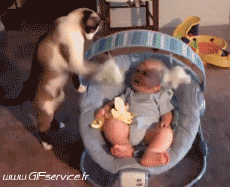 Humor - Fun Animales Gatos 03 