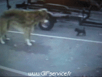 Humor -  Fun Animals Dogs 01 