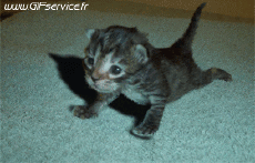 Humour - Fun Animaux Chats Serie 03 