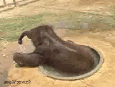 Humor - Fun Animales Elefantes 01 