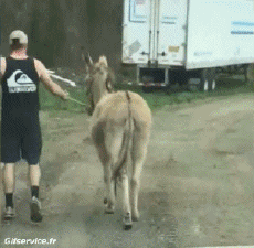 Humor -  Fun Tiere Esel 01 