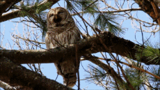 Humour - Fun Animaux Oiseaux Rapace & Nocturne 