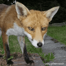 Humor - Fun Animales Zorros 01 